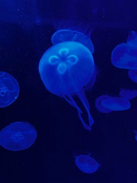 マリンワールド海の中道に投稿された画像（2025/3/8）