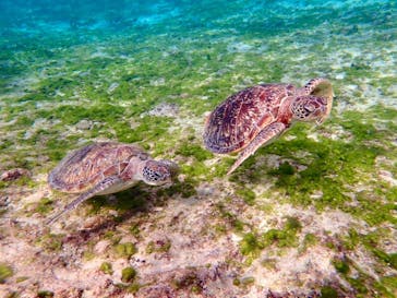 宮古島 ADVENTURE PiPi（ミヤコジマ アドベンチャー ピピ）に投稿された画像（2025/3/8）