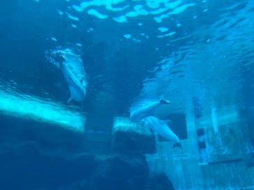 名古屋港水族館に投稿された画像（2025/3/8）