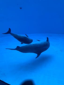 名古屋港水族館に投稿された画像（2025/3/8）