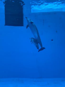 名古屋港水族館に投稿された画像（2025/3/8）