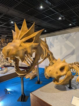 福井県立恐竜博物館に投稿された画像（2025/3/8）
