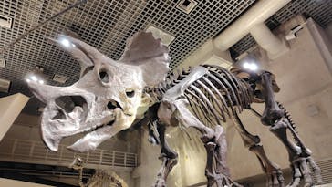 国立科学博物館に投稿された画像（2025/3/8）