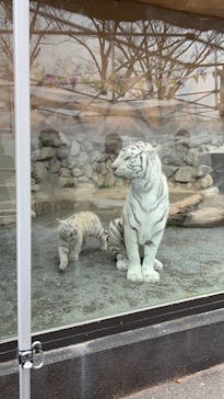 東武動物公園に投稿された画像（2025/3/8）