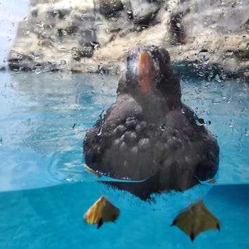 アクアワールド茨城県大洗水族館に投稿された画像（2025/3/8）