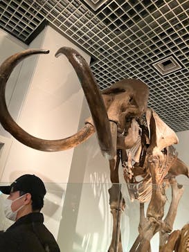 国立科学博物館に投稿された画像（2025/3/8）