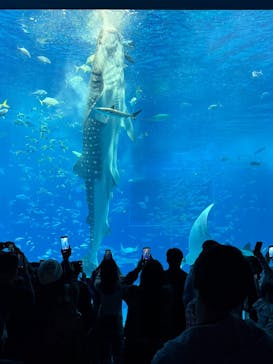 沖縄美ら海水族館に投稿された画像（2025/3/8）