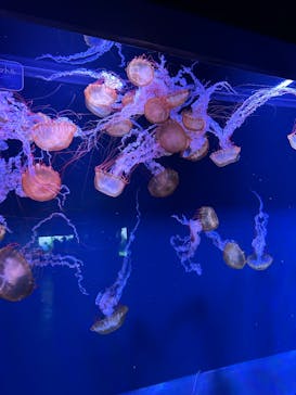 すみだ水族館に投稿された画像（2025/3/8）
