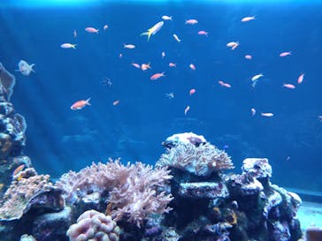 サンシャイン水族館に投稿された画像（2025/3/8）