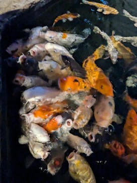 アクアテラス錦ケ丘に投稿された画像（2025/3/8）