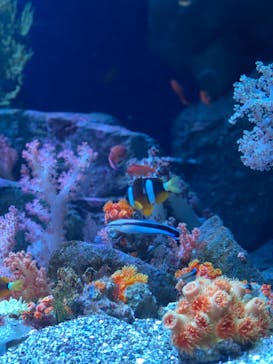 マリンワールド海の中道に投稿された画像（2025/3/8）