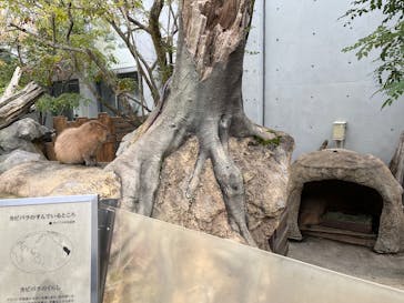 世界淡水魚園水族館　アクア・トトぎふに投稿された画像（2025/3/8）