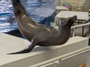 アクアワールド茨城県大洗水族館に投稿された画像（2025/3/8）