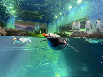 島根県立 しまね海洋館に投稿された画像（2025/3/8）