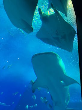 沖縄美ら海水族館に投稿された画像（2025/3/8）