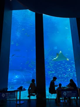 沖縄美ら海水族館に投稿された画像（2025/3/8）