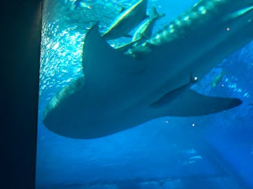 沖縄美ら海水族館に投稿された画像（2025/3/8）