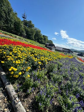 たんばらラベンダーパークに投稿された画像（2025/3/8）