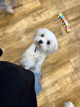 いぬカフェRio イオンモール常滑店に投稿された画像（2025/3/9）