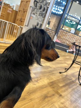 いぬカフェRio イオンモール常滑店に投稿された画像（2025/3/9）