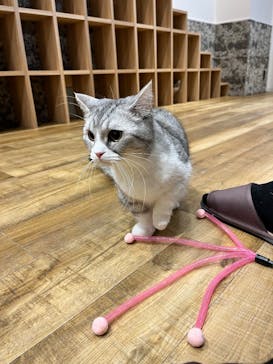 いぬカフェRio イオンモール常滑店に投稿された画像（2025/3/9）