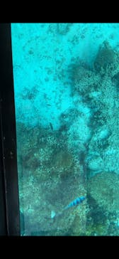 青の洞窟専門店　沖縄ダイビングショップ和に投稿された画像（2025/3/9）