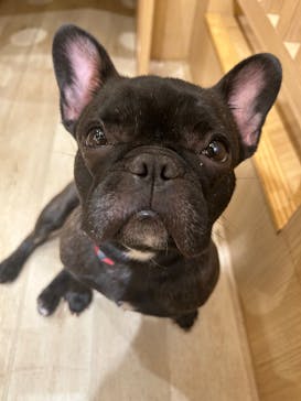 いぬカフェRio 秋葉原店に投稿された画像（2025/3/9）