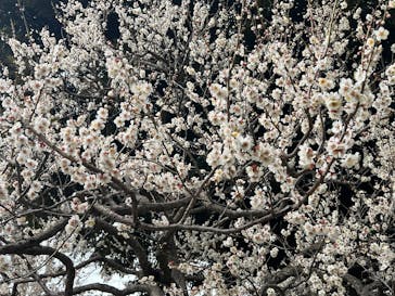 偕楽園本園に投稿された画像（2025/3/9）