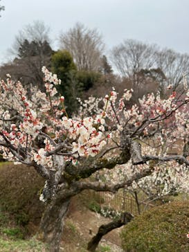 偕楽園本園に投稿された画像（2025/3/9）