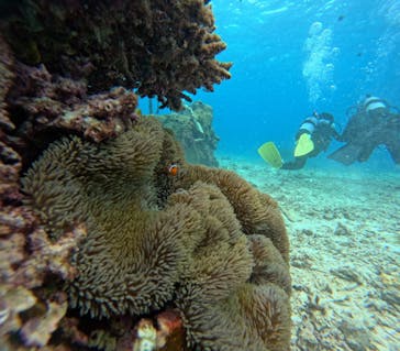 青の洞窟専門店　沖縄ダイビングショップ和に投稿された画像（2025/3/9）