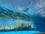 サンシャイン水族館に投稿された画像（2025/3/9）
