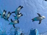 サンシャイン水族館に投稿された画像（2025/3/9）