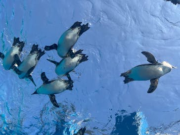 サンシャイン水族館に投稿された画像（2025/3/9）