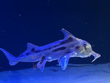 サンシャイン水族館に投稿された画像（2025/3/9）