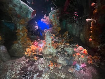 サンシャイン水族館に投稿された画像（2025/3/9）