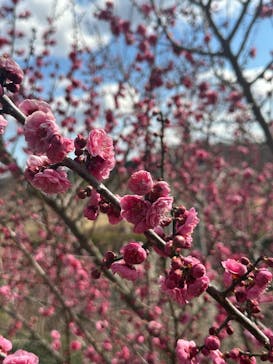 偕楽園本園に投稿された画像（2025/3/9）