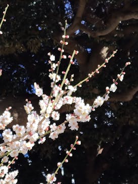 偕楽園本園に投稿された画像（2025/3/9）