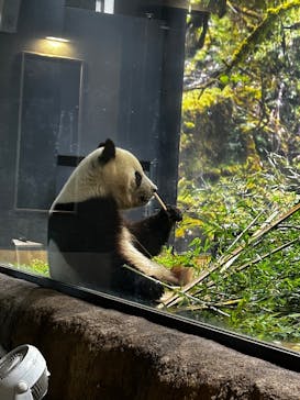 恩賜上野動物園に投稿された画像（2025/3/9）
