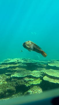 串本海中公園水族館に投稿された画像（2025/3/9）