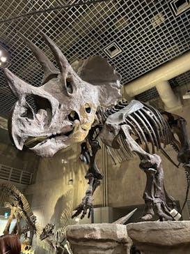 国立科学博物館に投稿された画像（2025/3/9）