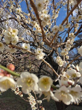 偕楽園本園に投稿された画像（2025/3/9）