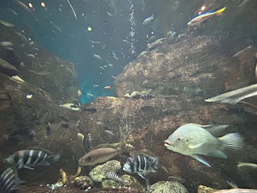 世界淡水魚園水族館　アクア・トトぎふに投稿された画像（2025/3/9）