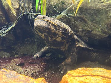 世界淡水魚園水族館　アクア・トトぎふに投稿された画像（2025/3/9）