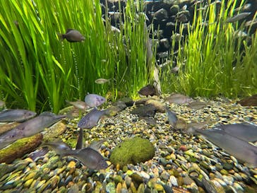 世界淡水魚園水族館　アクア・トトぎふに投稿された画像（2025/3/9）