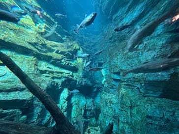 世界淡水魚園水族館　アクア・トトぎふに投稿された画像（2025/3/9）