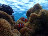 オースリーシュノーケル宮古島に投稿された画像（2025/3/9）