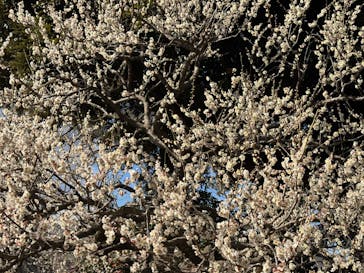 偕楽園本園に投稿された画像（2025/3/9）