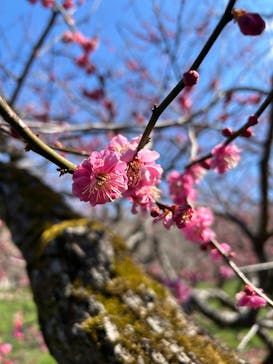 偕楽園本園に投稿された画像（2025/3/9）