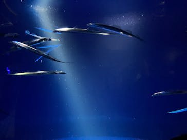 サンシャイン水族館に投稿された画像（2025/3/9）
