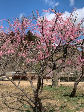 偕楽園本園に投稿された画像（2025/3/9）